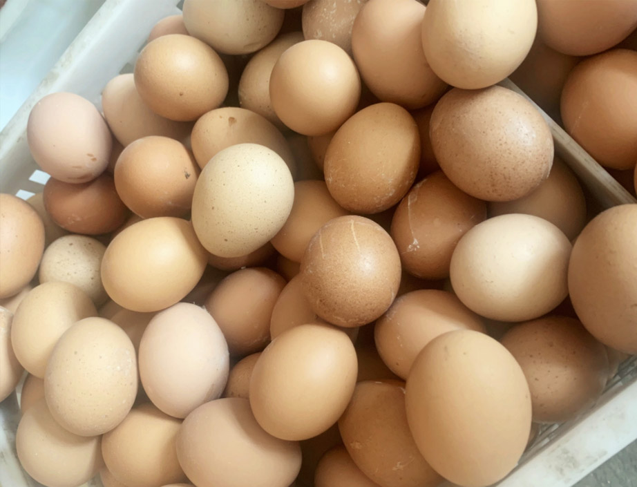 海口乡村振兴工作队多措并举解决农产品销售问题