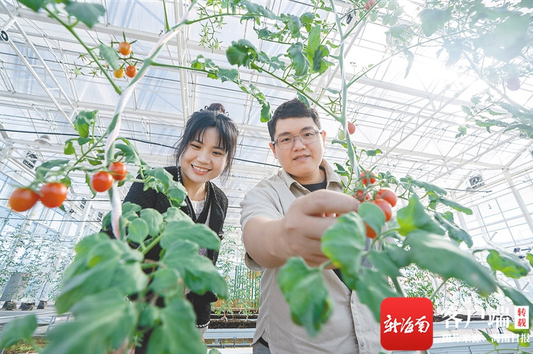 海垦企业稳步推进2024中国种子大会地展工作